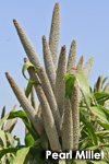 Pearl Millet