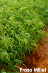 proso