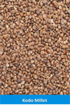 kodo millet