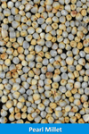 pearl millet
